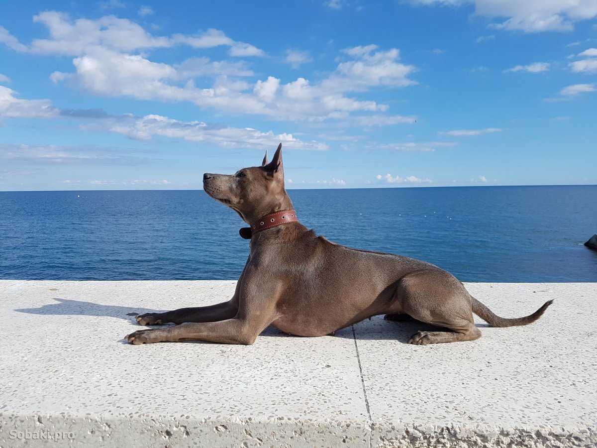 Тайский риджбек