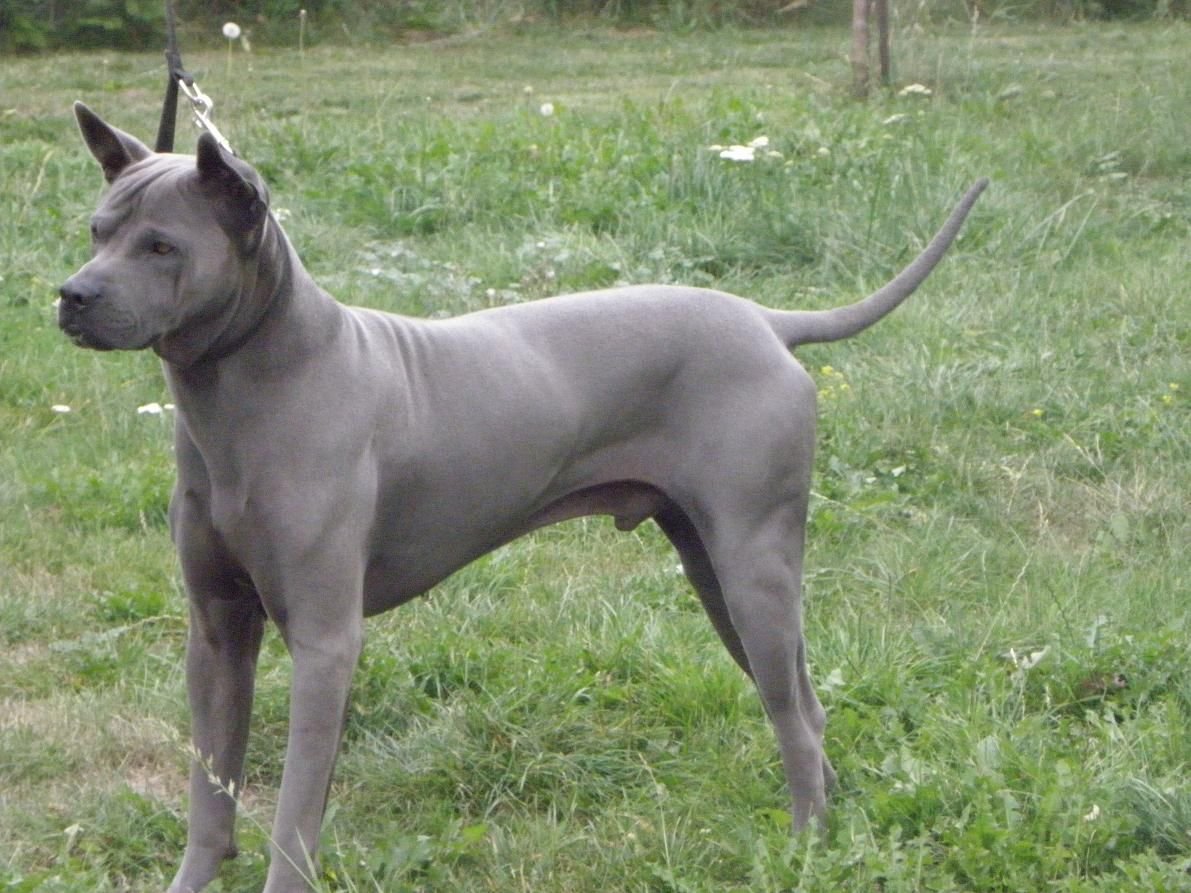 Тайский риджбек собака