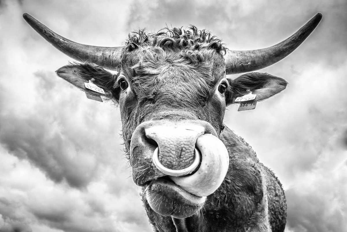 Морда быка