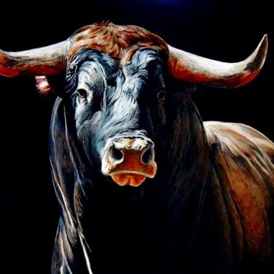 Портрет быка