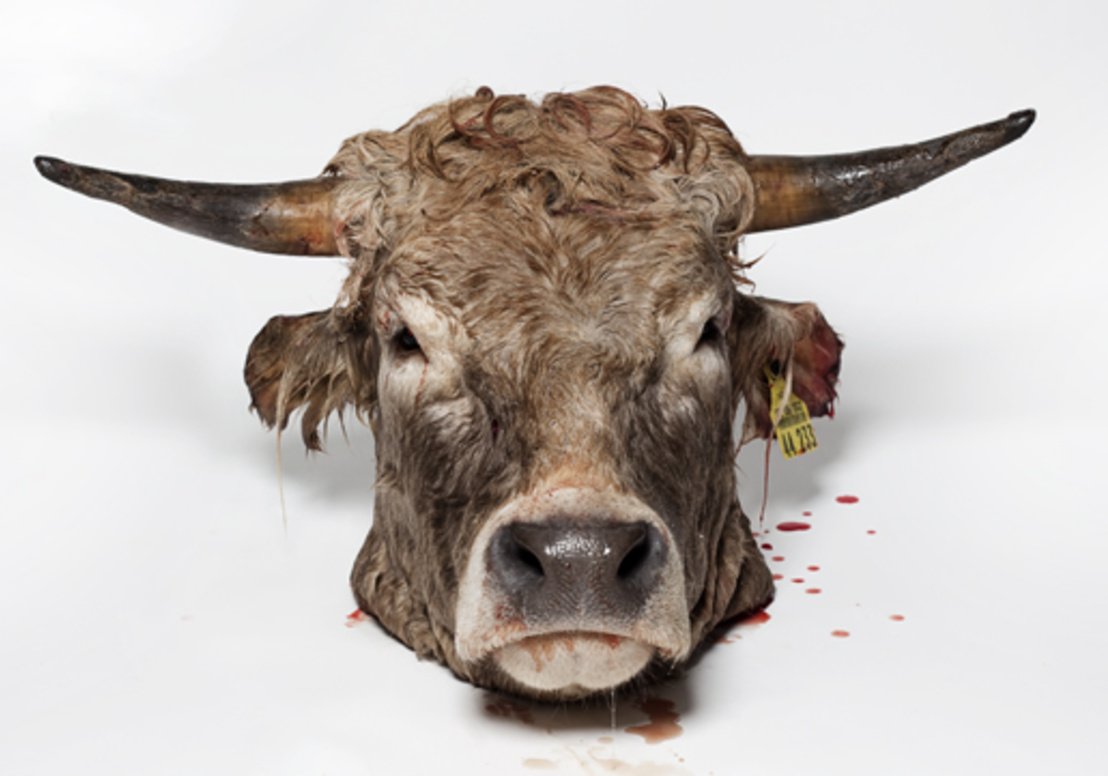 Бычья голова