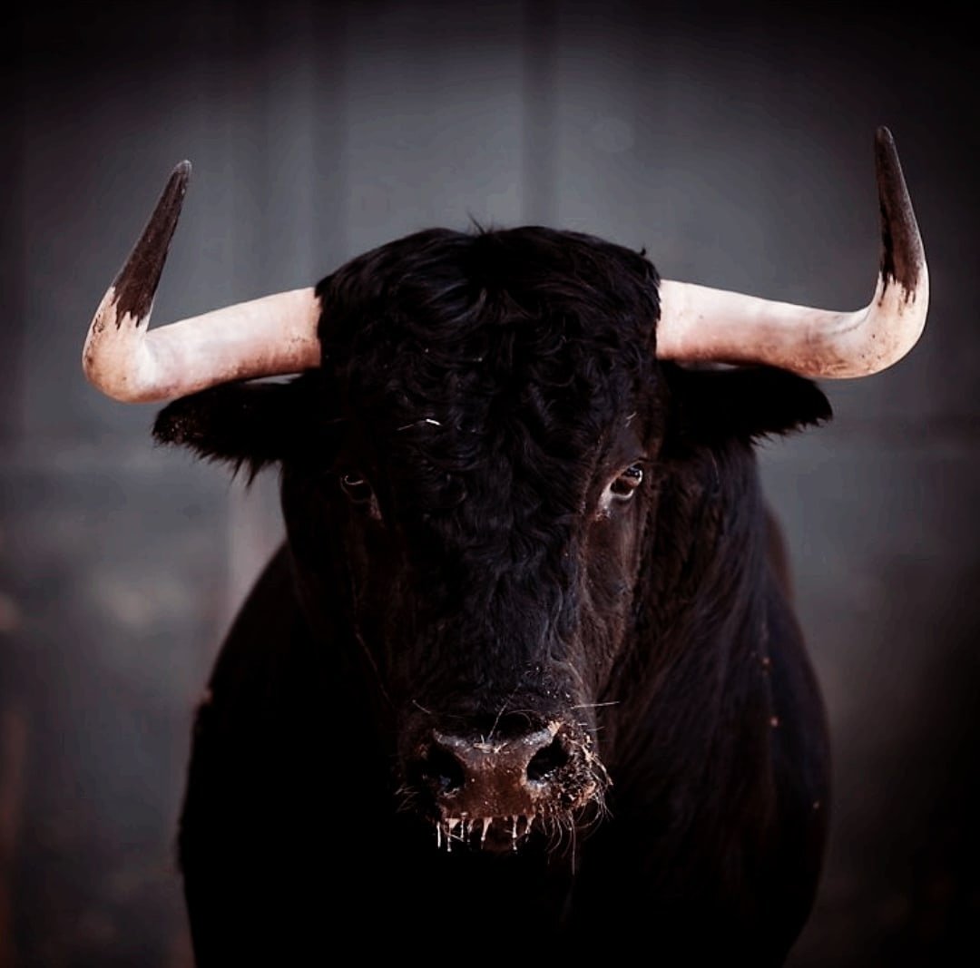 Красивый бык