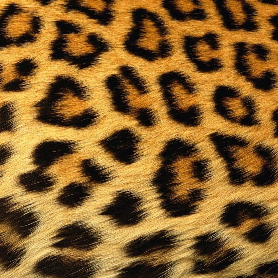 Кошачьи шкуры вектор