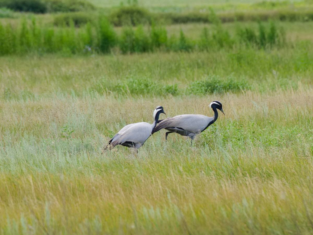 Фауна Волгоградской области