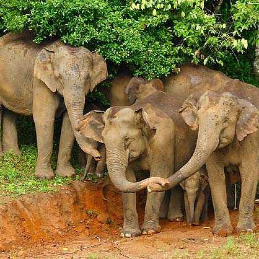 Перияр национальный парк слоны