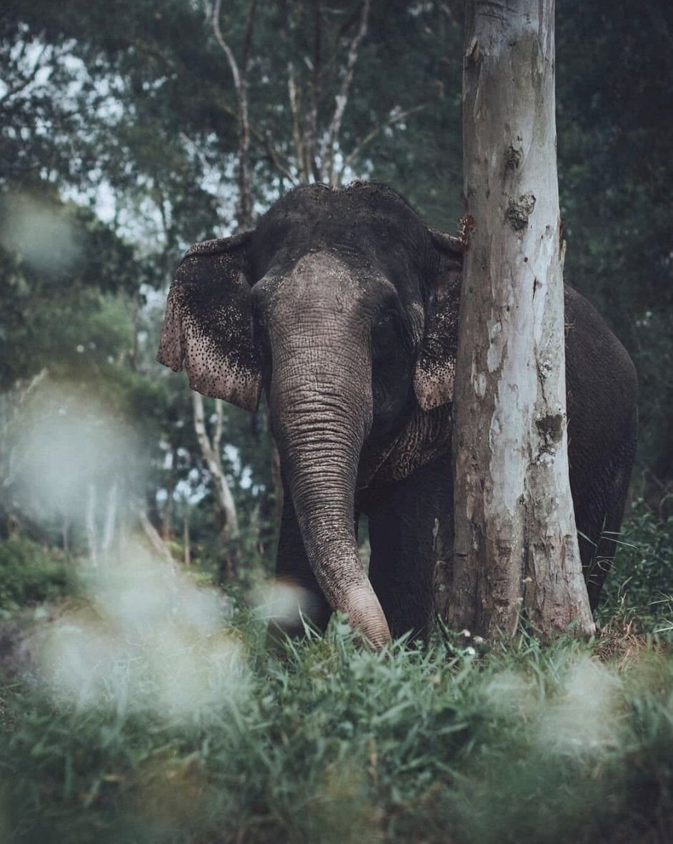 Индийский слон в джунглях