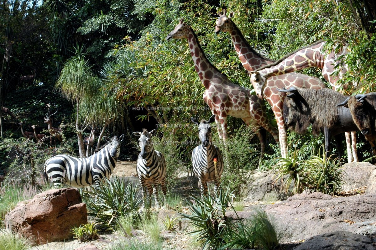 Животные джунглей