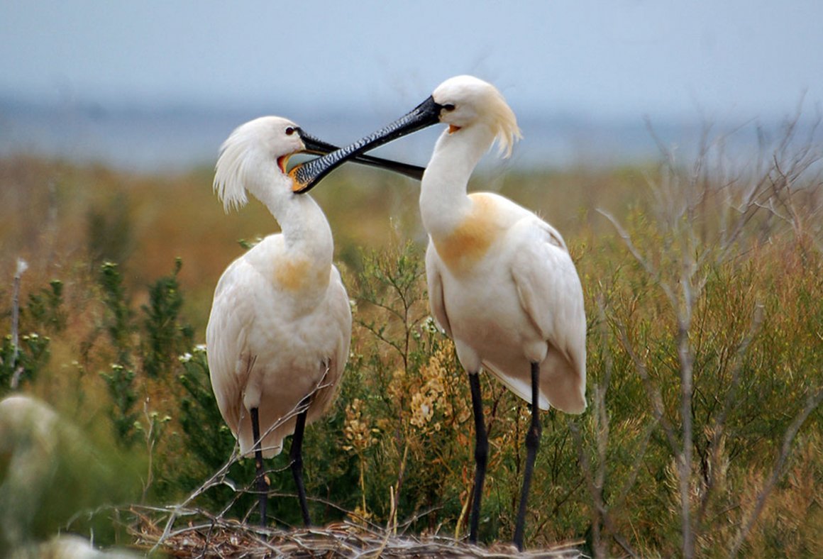 Ростовский заповедник колпица