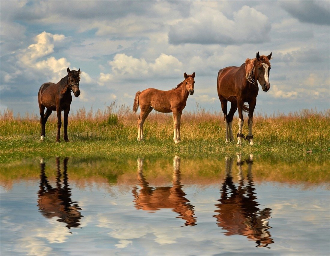 Лошади на речке
