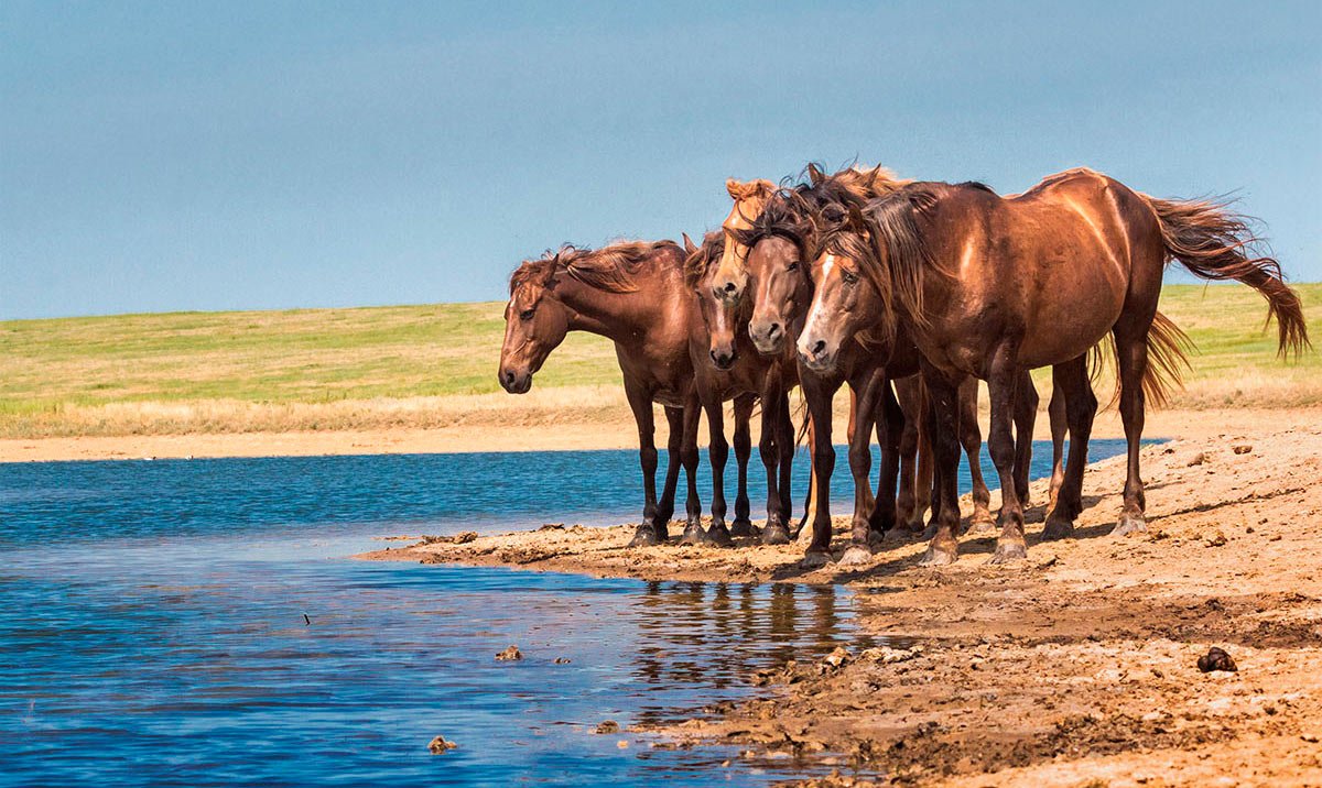 Птицы Донского края
