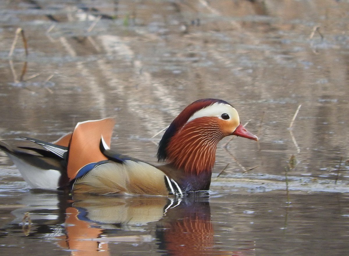 Утка поганка чомга
