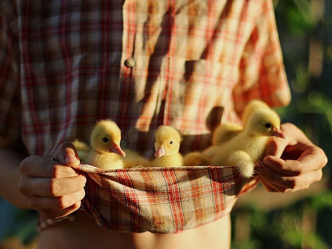 Одомашнивание утки кряквы