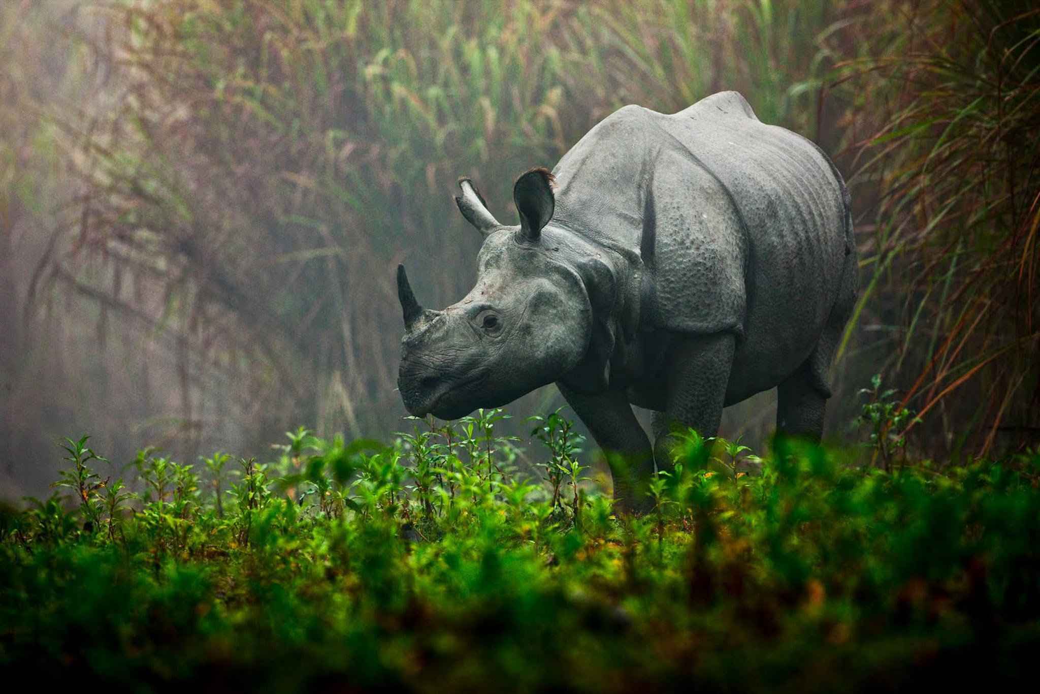 Носорог в тропическом лесу. Казиранга национальный парк. Индийский носорог Казиранга. Африканский носорог и индийский носорог. Суматранский носорог, Индонезия.