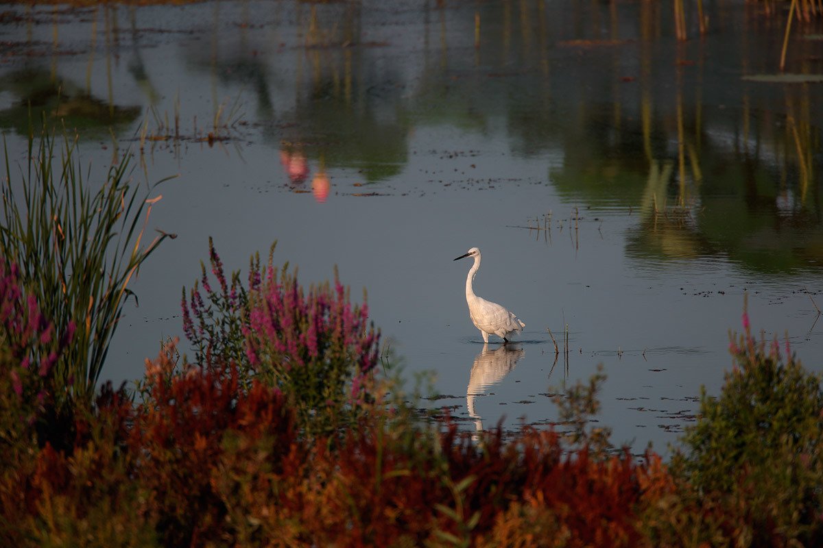 Серый Гусь с гусятами