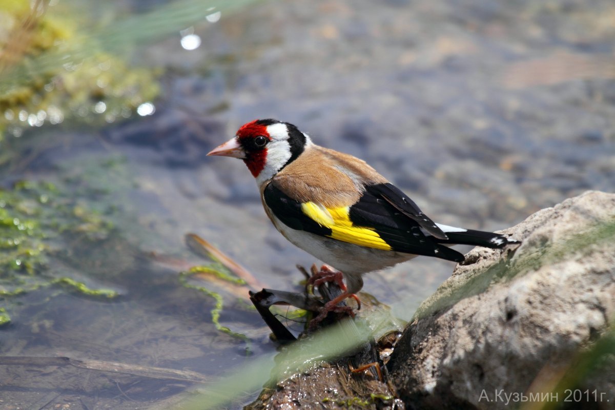 Птицы Ростовской области щегол