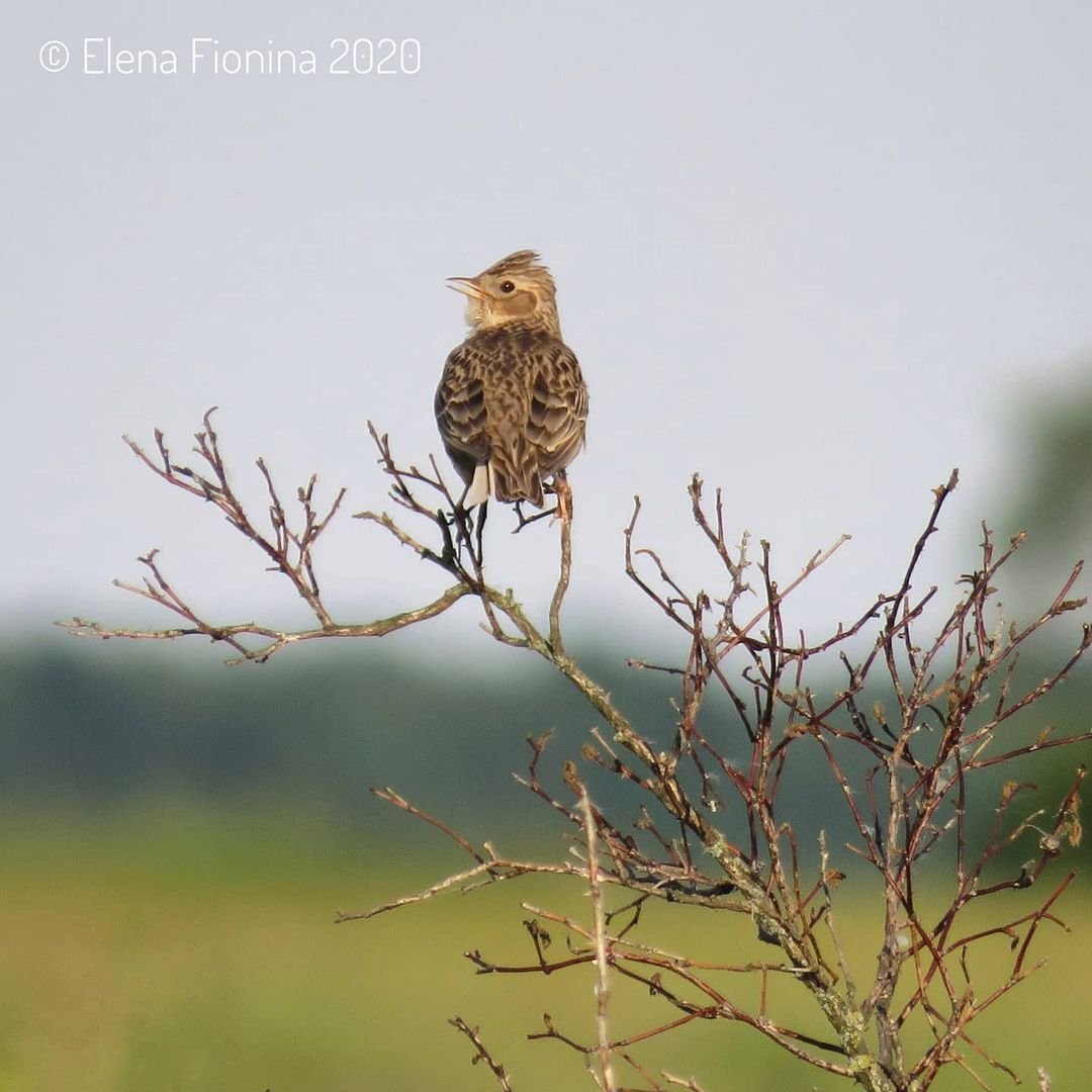Журавль Стерх серый журавль
