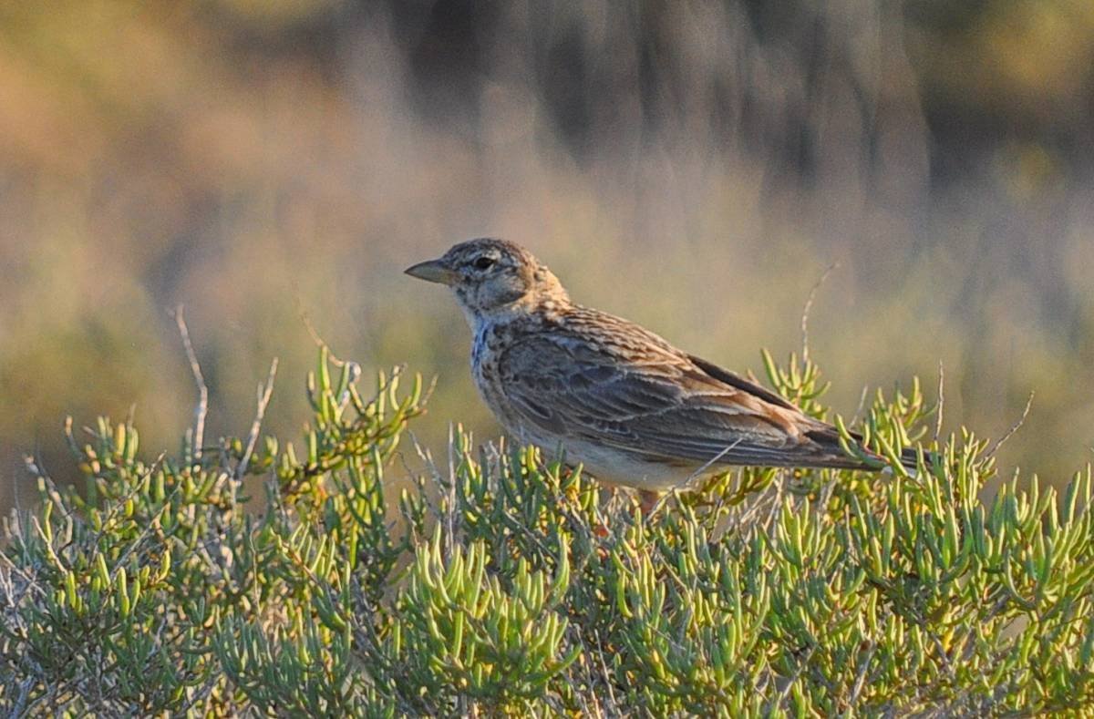 Полевой и Степной Жаворонок
