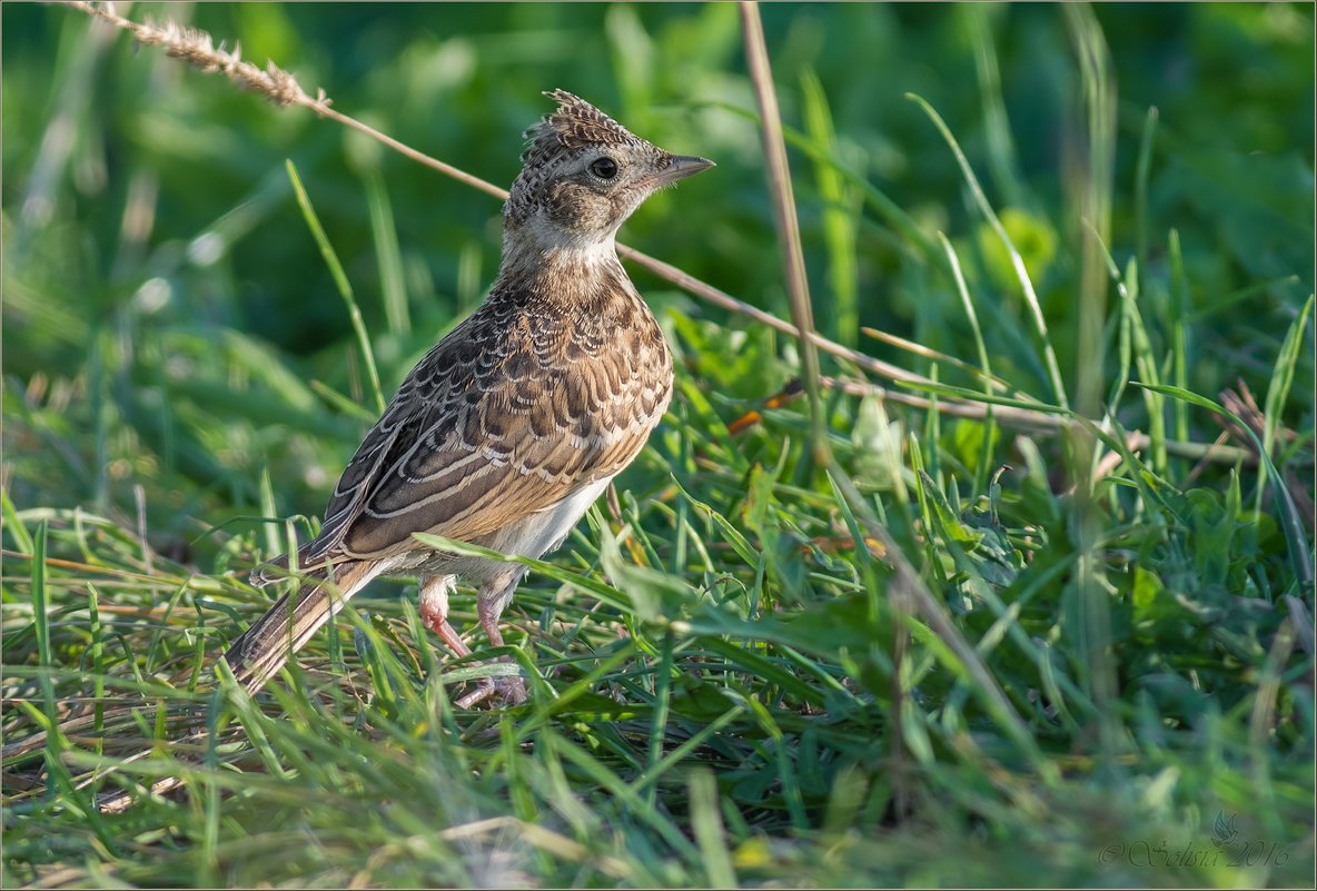 Ставропольский край Орел