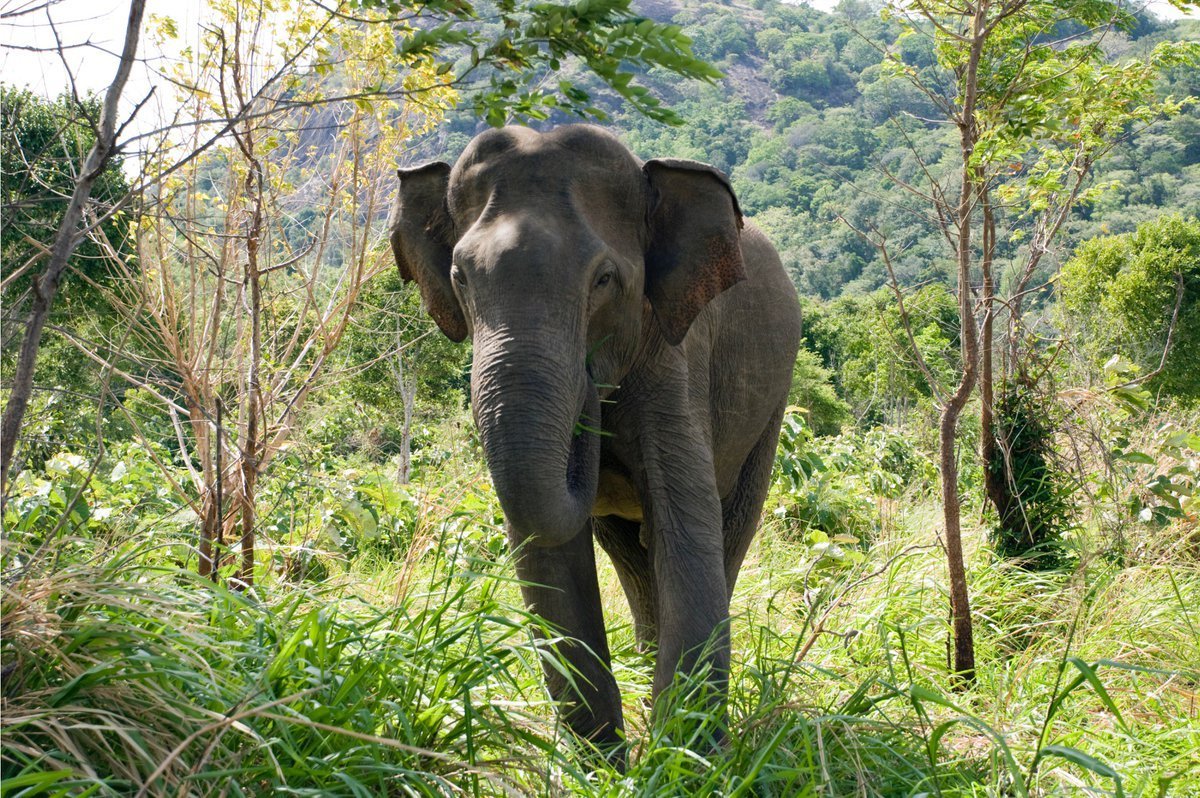 Азиатский слон