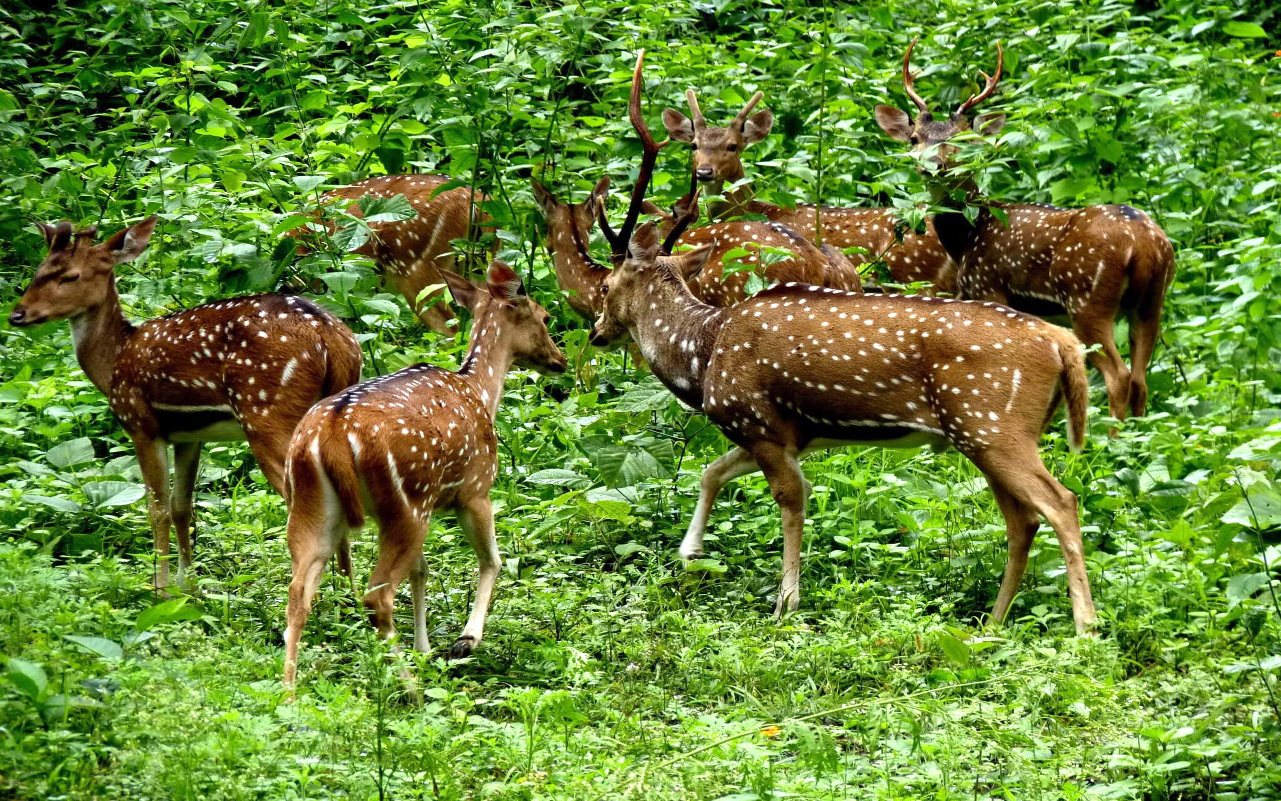 Олень шри ланки 5. Национальный парк Перияр. Национальный парк Перияр Индия. Национальный парк Кеоладео. Керала заповедник.