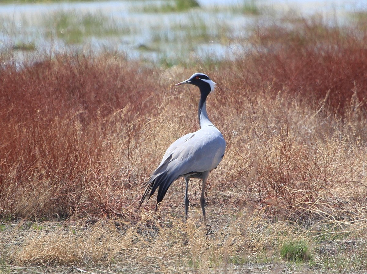 Перелётные птицы журавлиный Клин