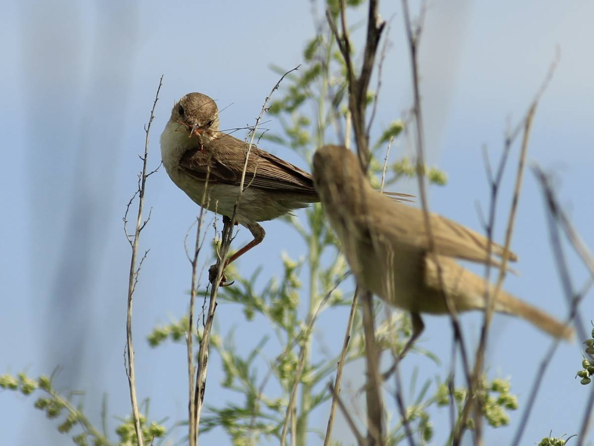 Станица птица
