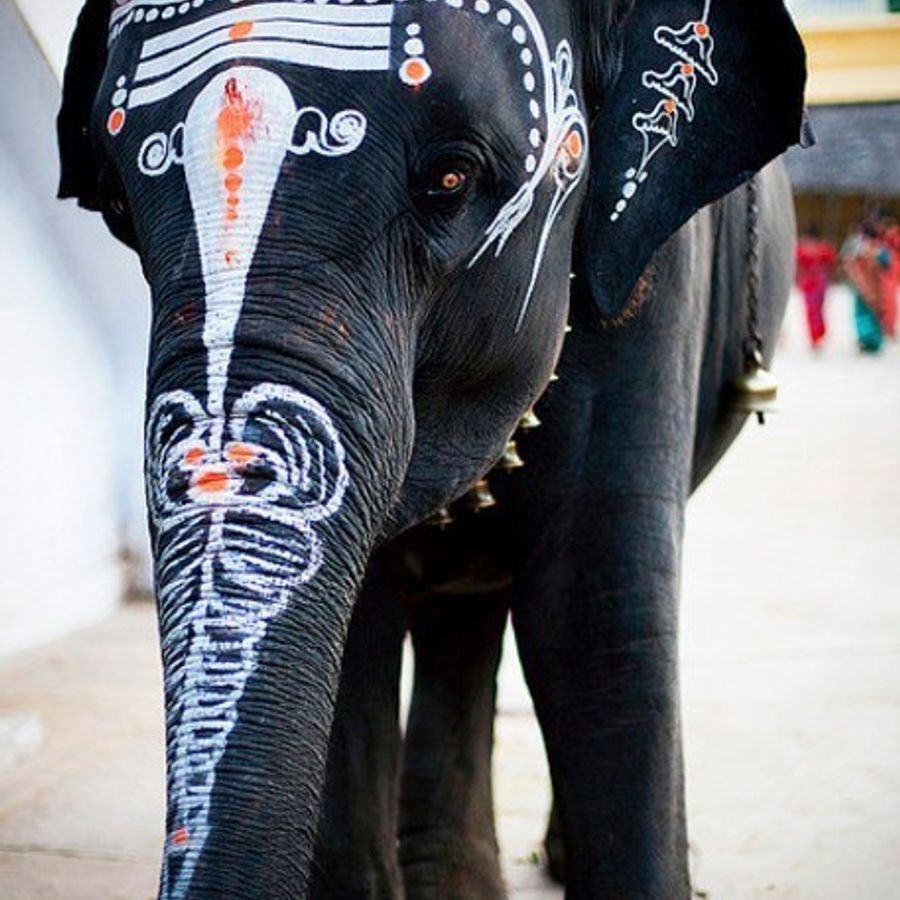 Разрисованные слоны