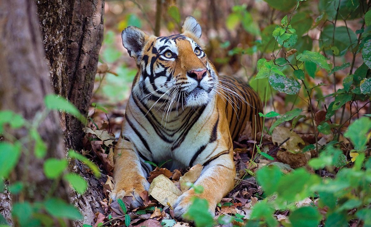 Бенгальский тигр в Индии джунглей