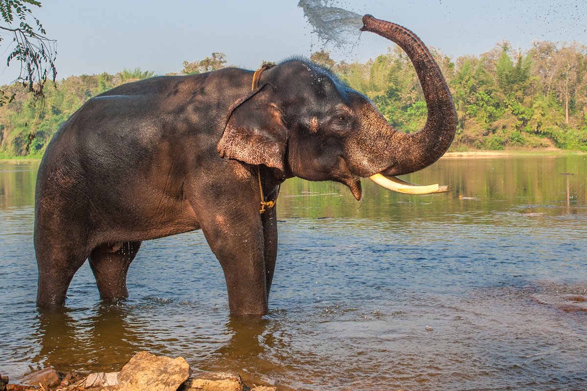 Индия природа и животный мир