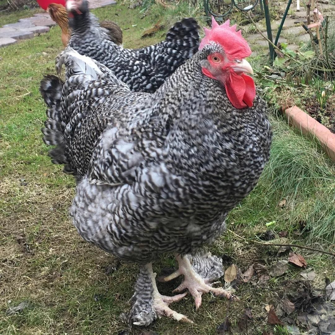 Чешский Доминант