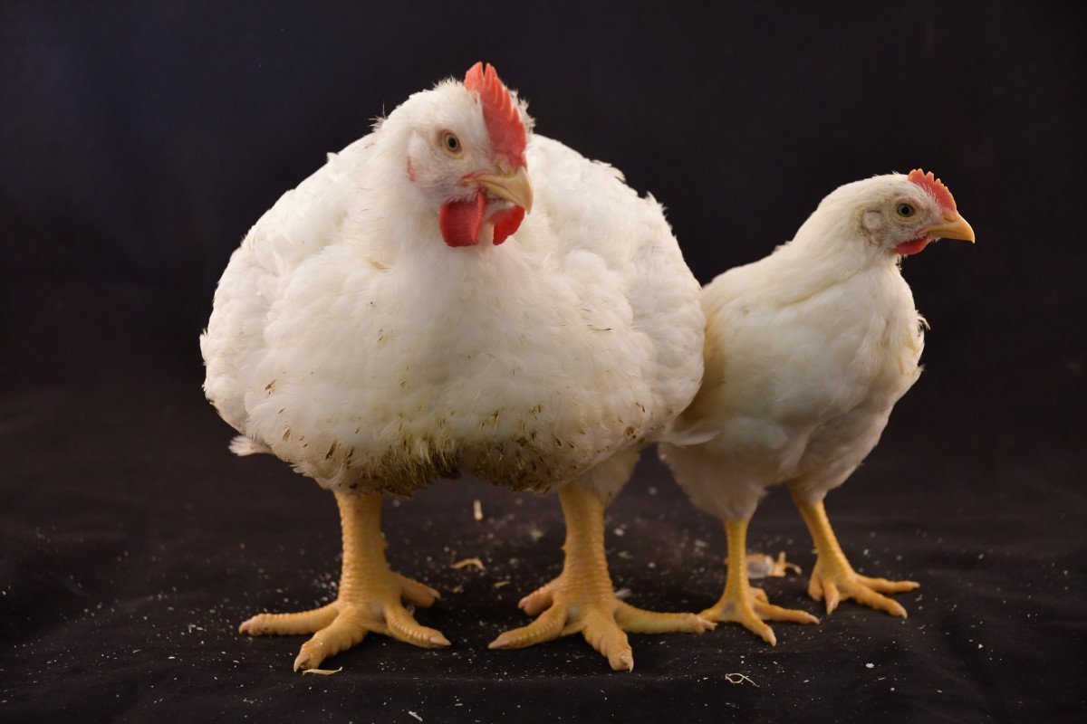 На улице две курицы с петухом