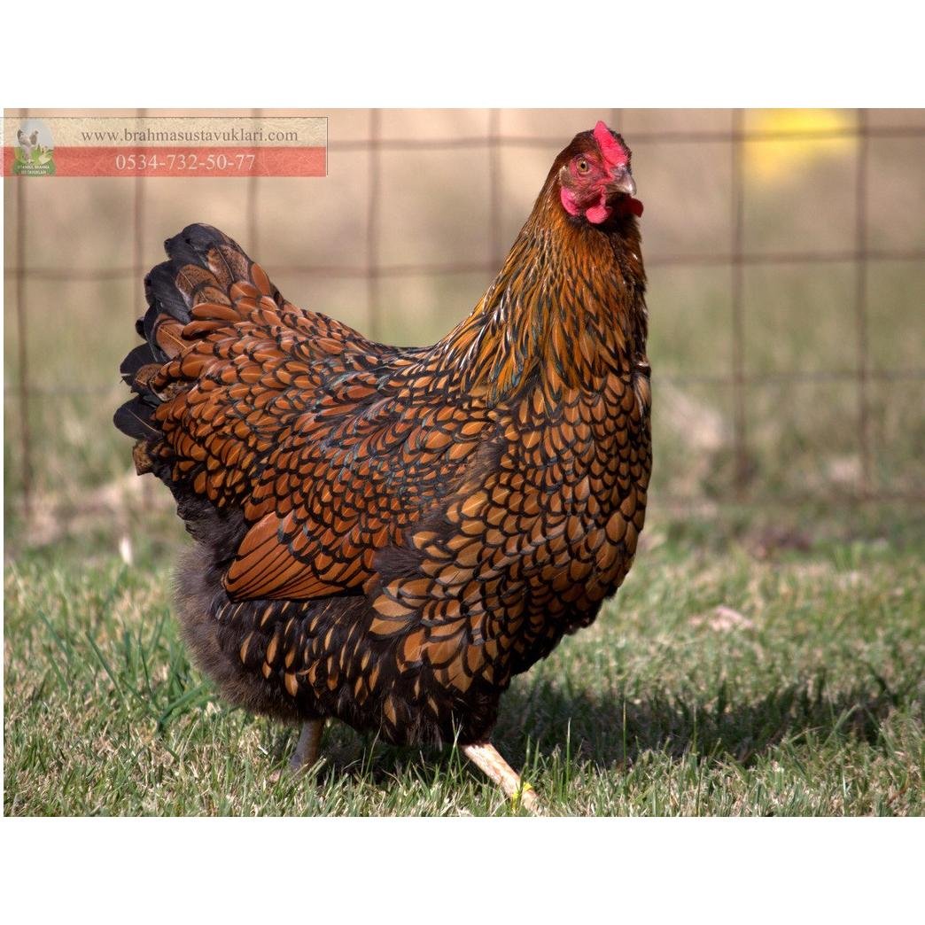 Петухи для кур несушек