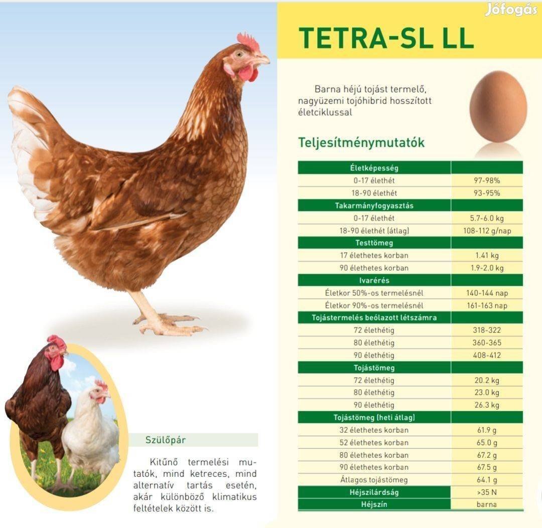 Петушки Ломан Браун