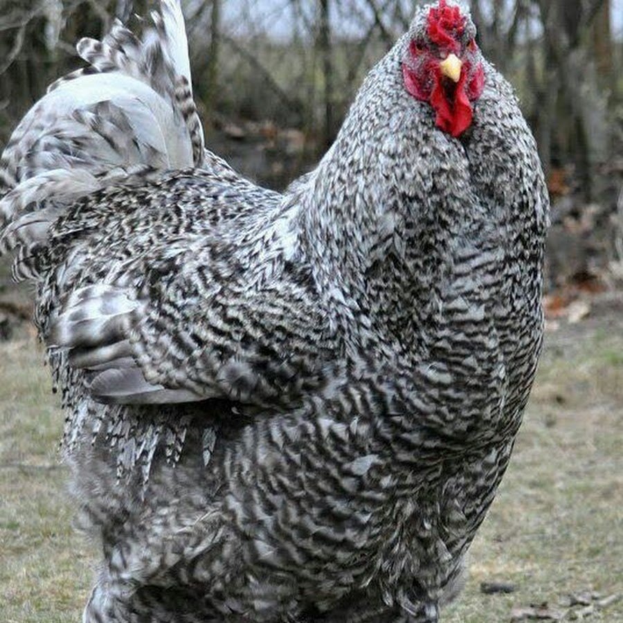 Полосатый плимутрок