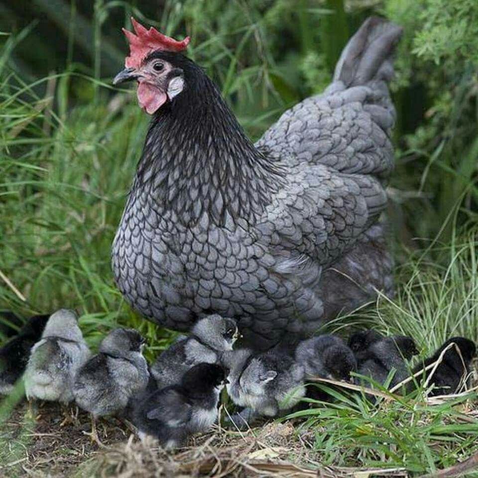 Куры несушки породы Леггорн