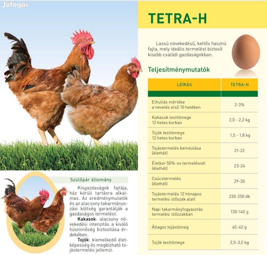 Делавэр порода кур