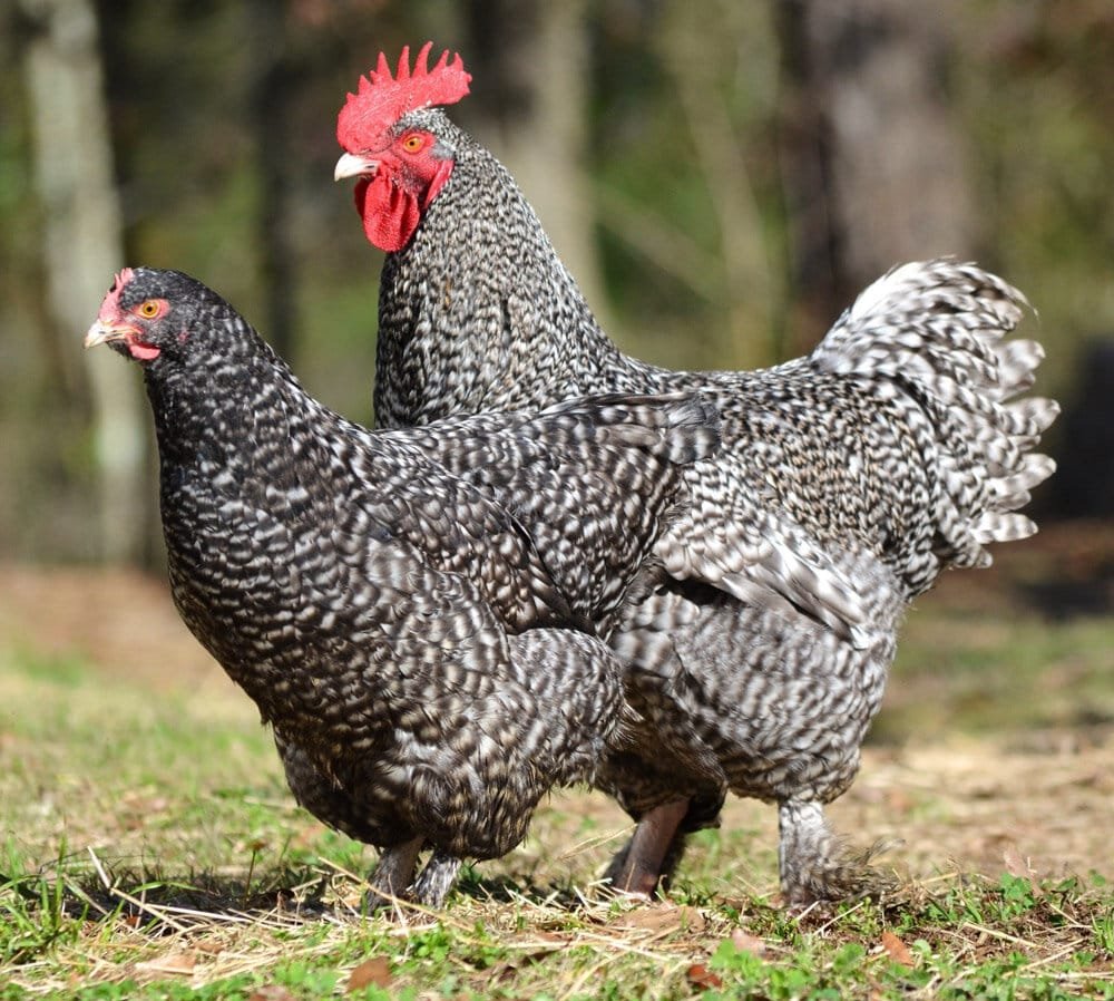 Виды кур несушек