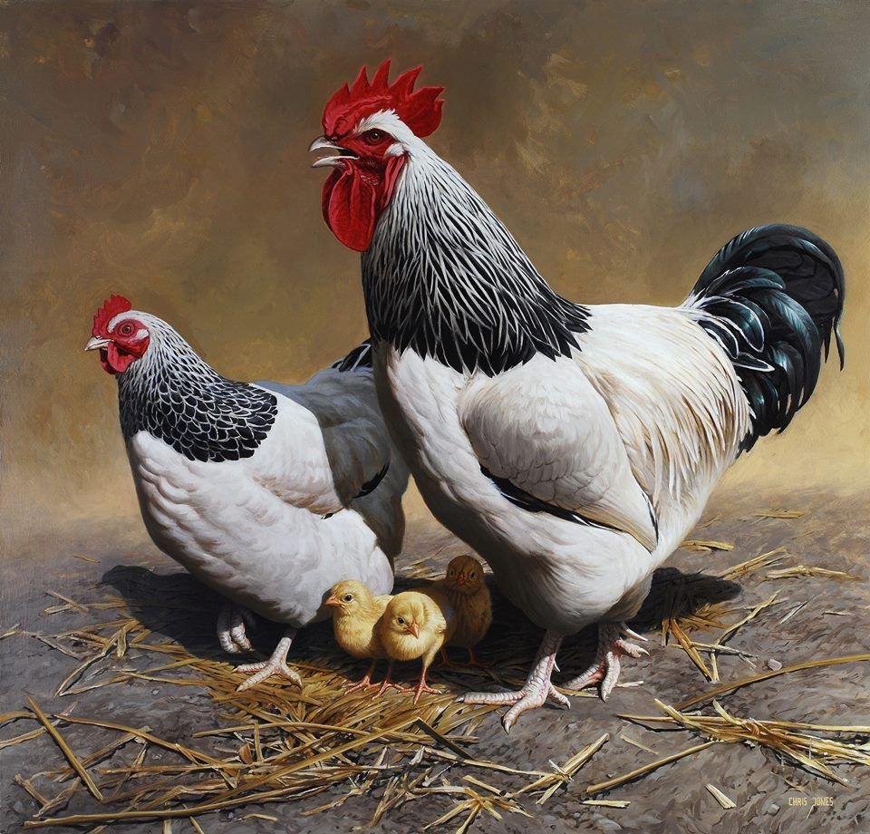 Ухейилюй куры яйца