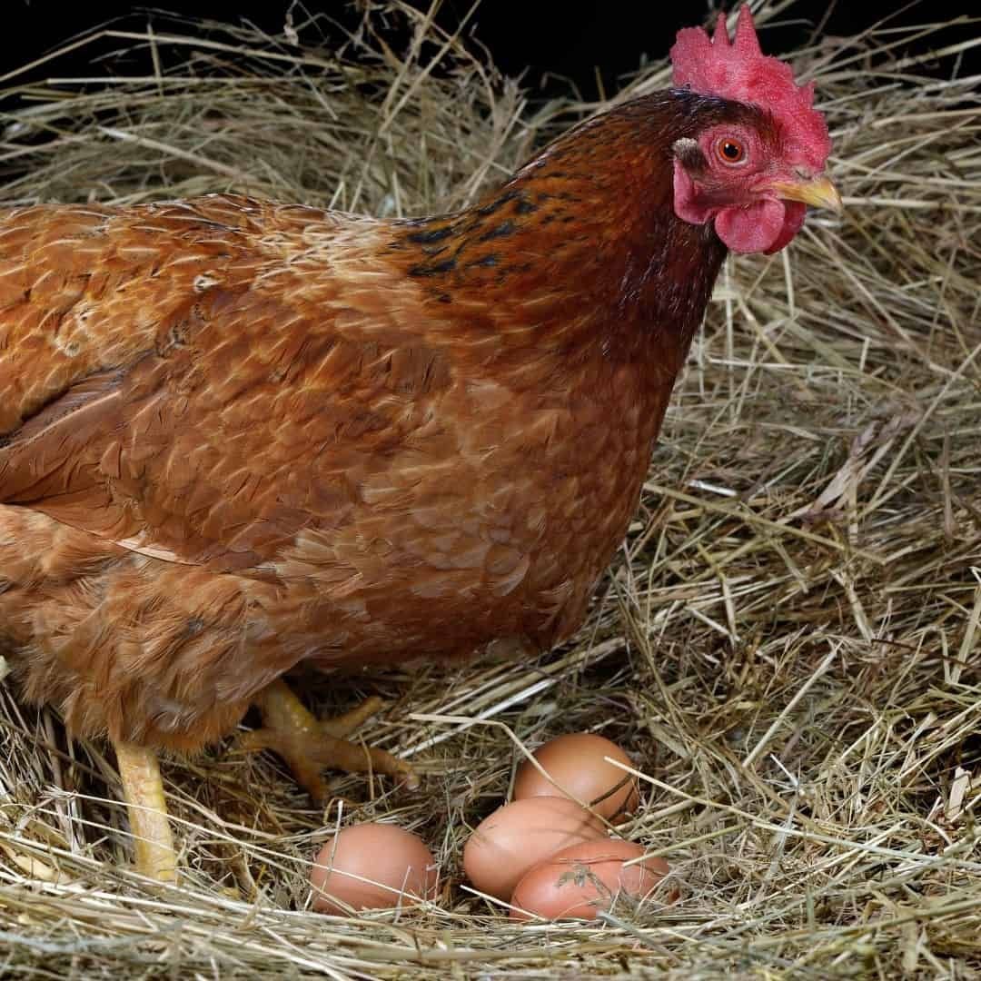 Яйцо инкубационное кур породы Орпингтон