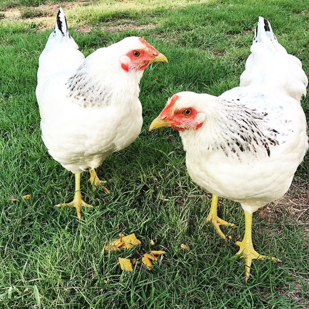 Брама черное золото