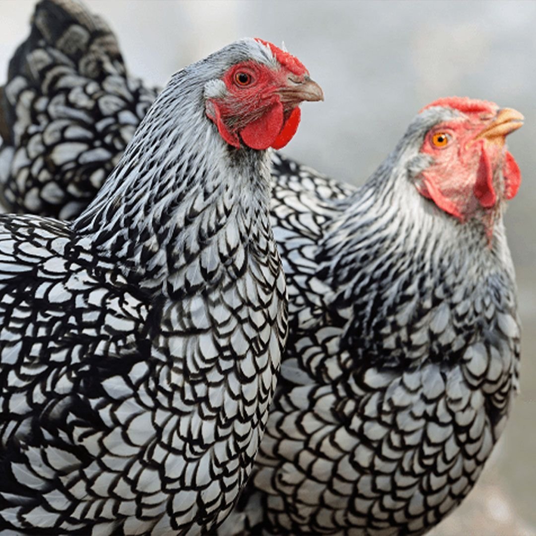 Куры Виандот серебро