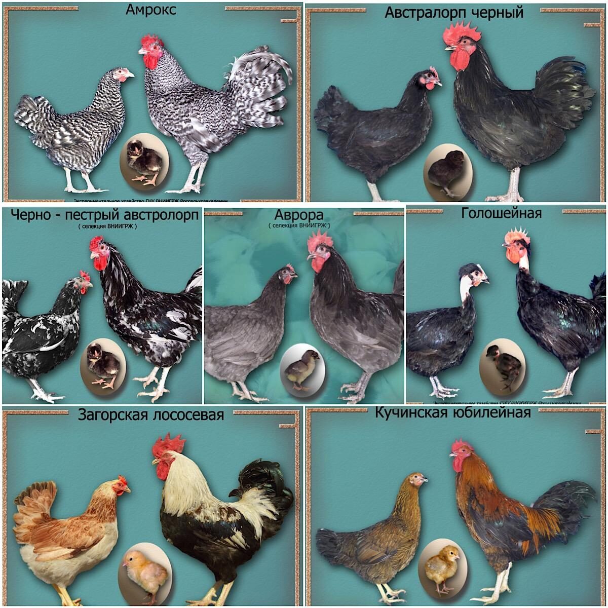 Куры несушки минорка белая