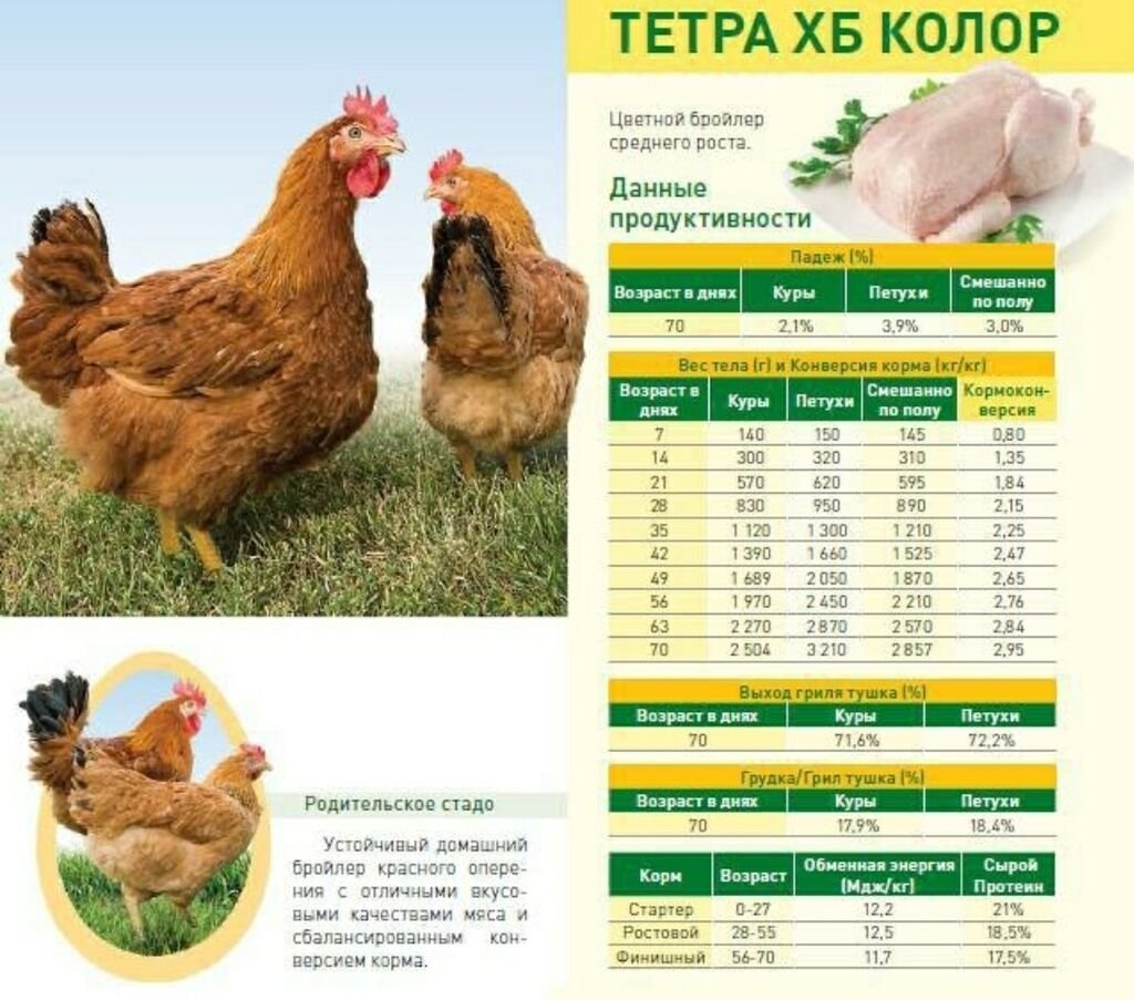 Брама плимутрок курицы