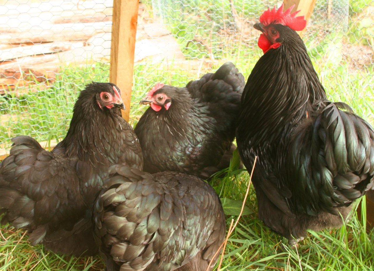 Фото кур несущих голубые яйца. Куры Орпингтон черный. Орпингтон черный. Орпингтон (порода кур). Петух Орпингтон.