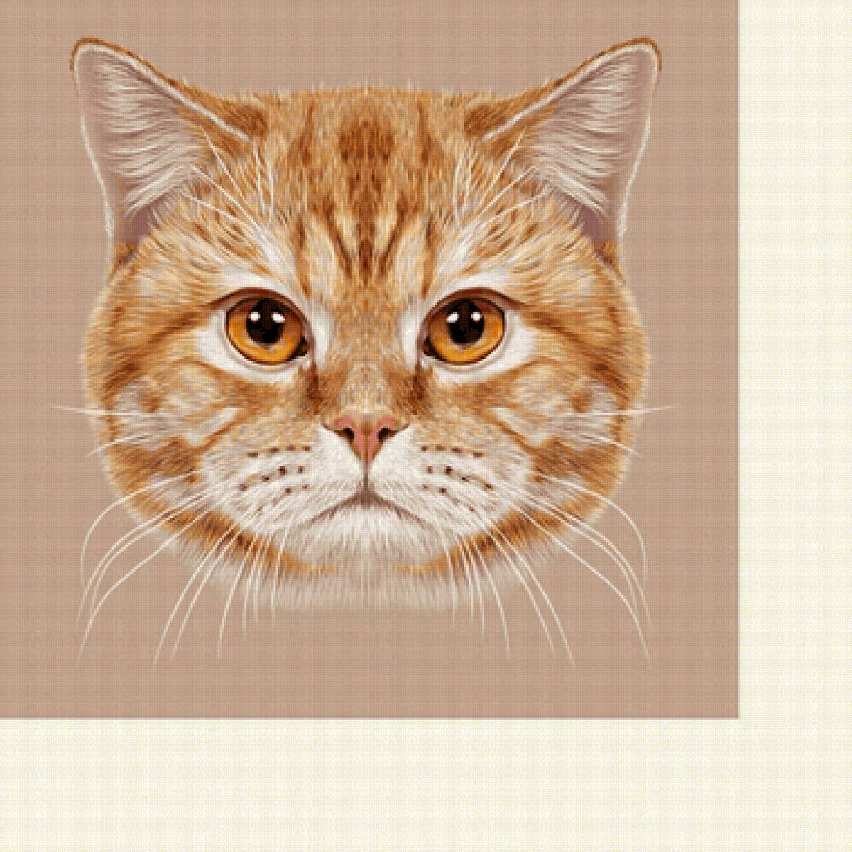 Голова рыжего кота