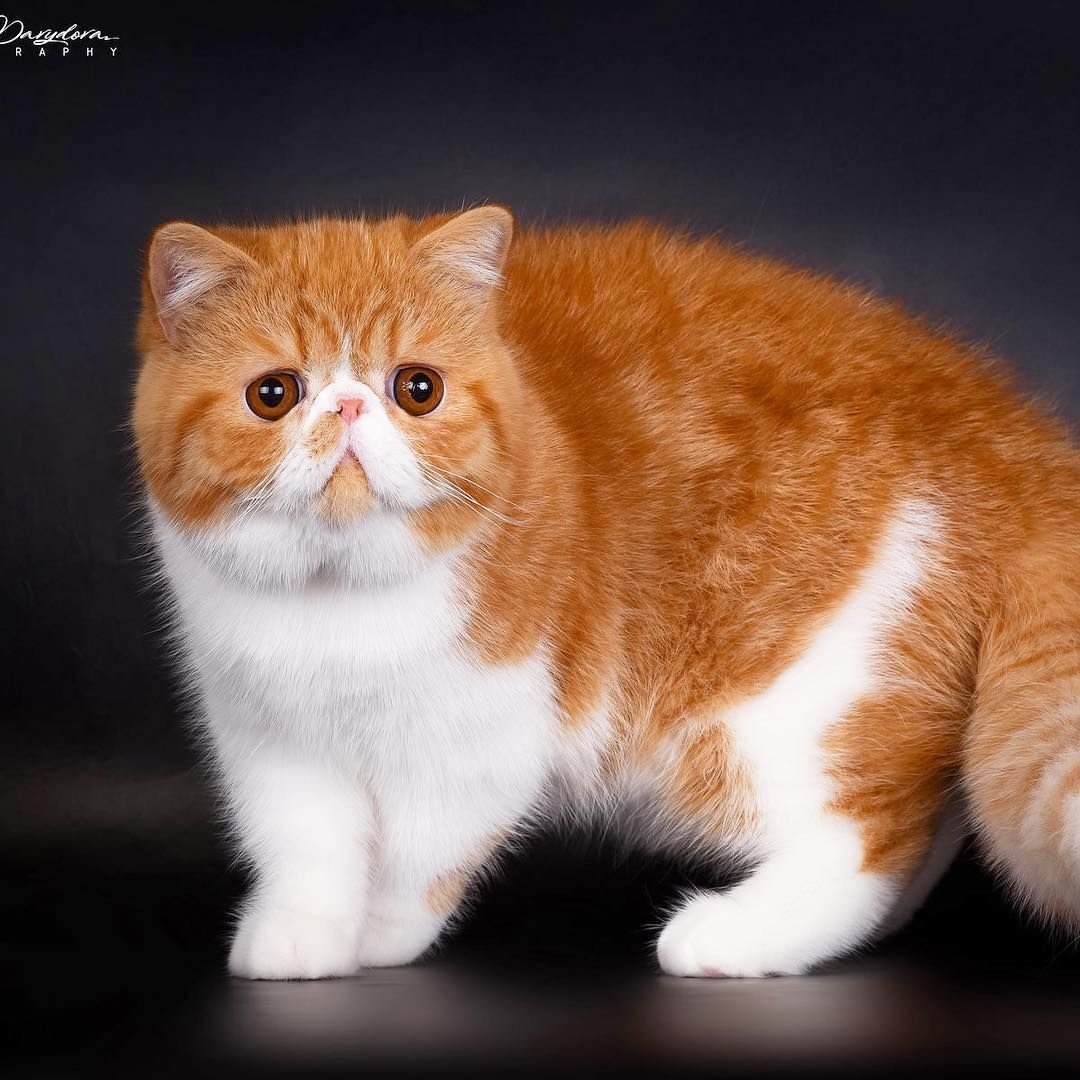 Британский вислоухий кот рыжий