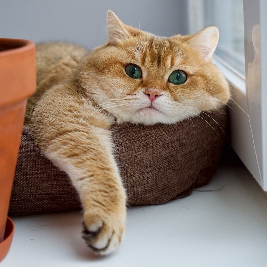 Рыжий скоттиш фолд баобао