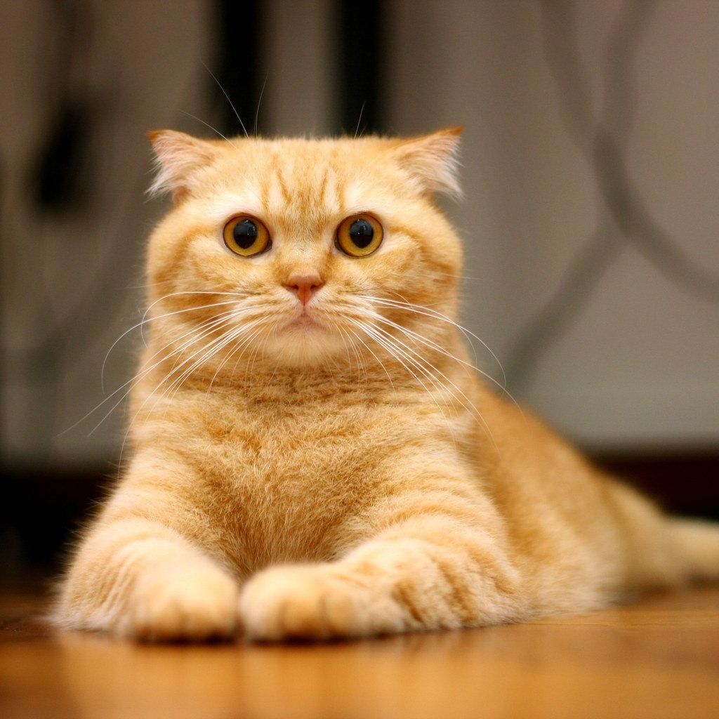 Оранжевая кошка