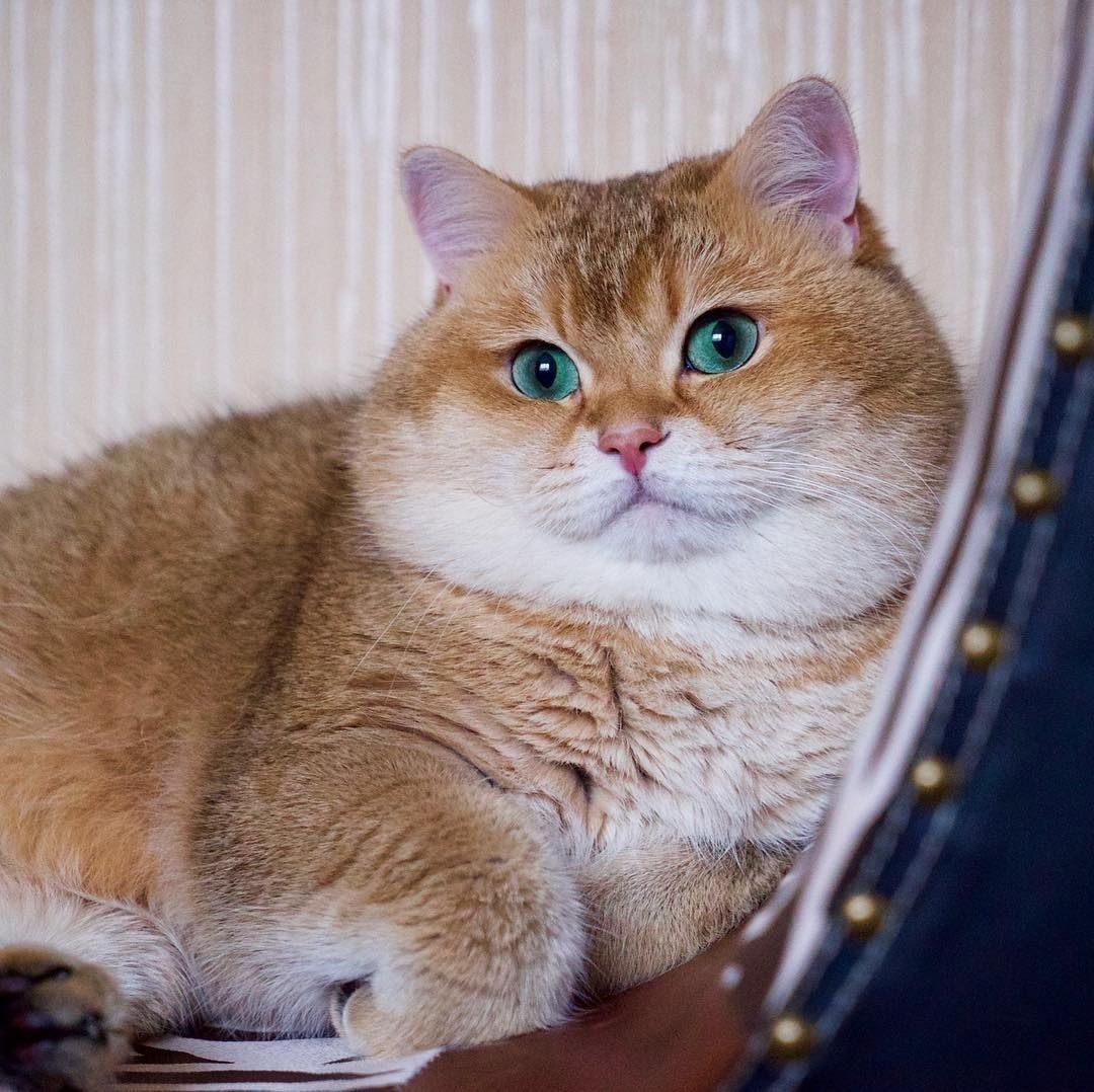 Шотландский скоттиш страйт рыжий