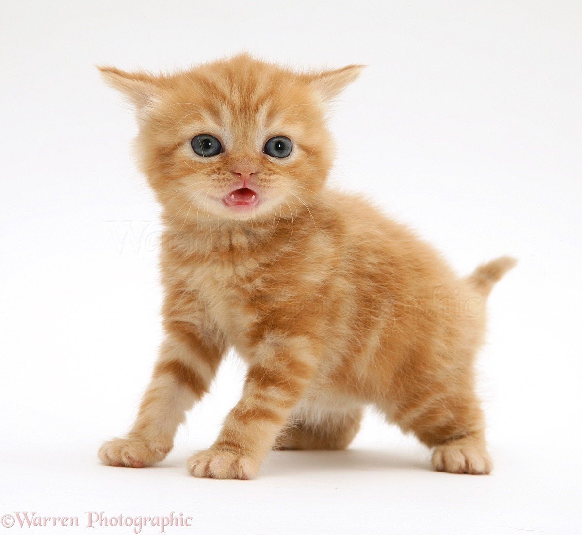 Британский короткошерстный кот персиковый